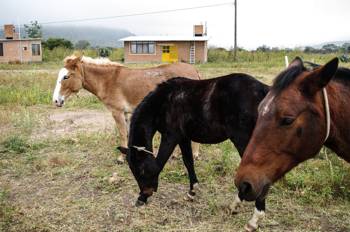 Juan's Horses