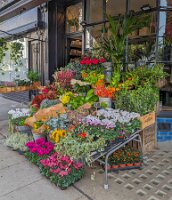 Little Shop of Flowers